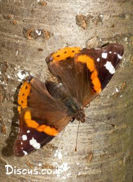 נימפית-הסרפד