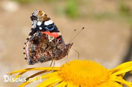 נימפית-הסרפד