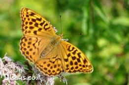 נימפית-הפנינים