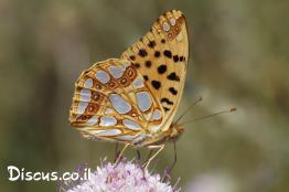 נימפית-הפנינים