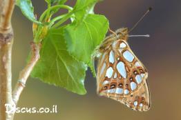 נימפית-הפנינים