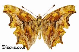 נימפית-משוננת