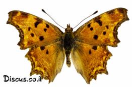 נימפית-משוננת