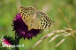 נימפית-פנדורה