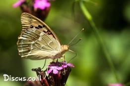 נימפית-פנדורה
