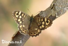 סטירית-מנומרת