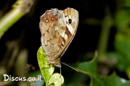 סטירית-מנומרת