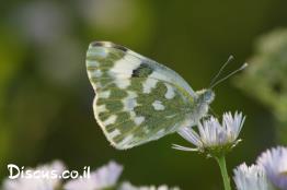 לבנין-הרכפתן