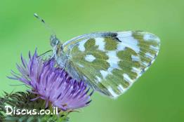 לבנין-הרכפתן