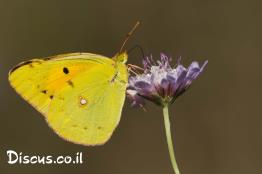 לבנין-התלתן