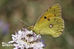 לבנין-התלתן