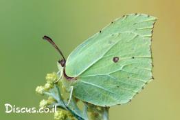 לימונית-אירופית