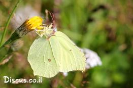 לימונית-אירופית