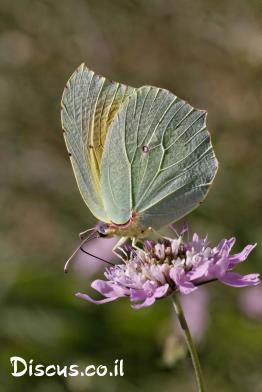 לימונית-האשחר