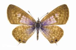 כחליל-האספספת