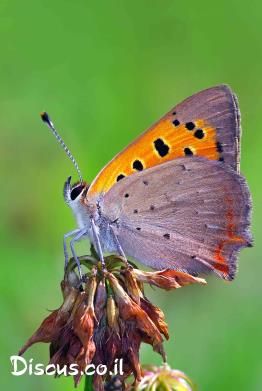 כחליל-הארכובית
