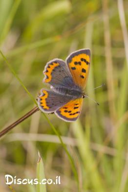 כחליל-הארכובית