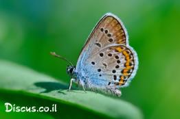 כחליל-הבקיה