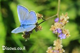 כחליל-הבקיה