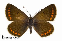 כחליל-הגרניון