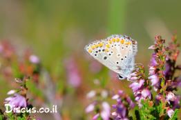 כחליל-הגרניון