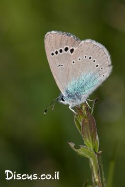 כחליל הדבשה
