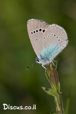 כחליל-הדבשה