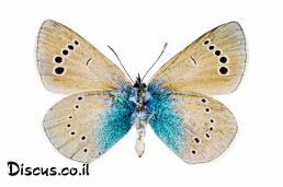 כחליל הדבשה