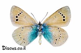 כחליל-הדבשה