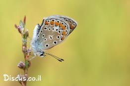 כחליל-החומעה