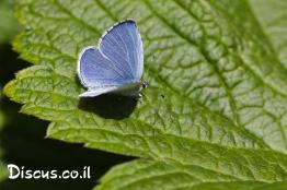 כחליל-הקיסוס