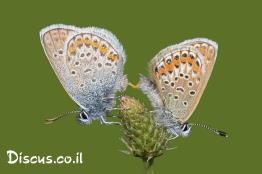 כחליל-השברק