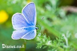 כחליל-השברק