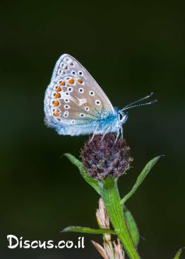 כחליל-השברק