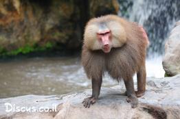 בבון-מצריים