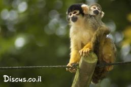 קוף סנאי בוליביאני