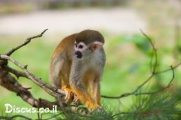 קוף-סנאי-מצוי