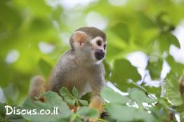 קוף-סנאי-מרכז-אמריקני