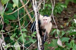 קפוצין-לבן-ראש