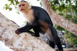 קפוצין-לבן-ראש