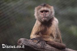 קפוצין-מקונן