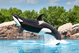 לוויתן קטלן