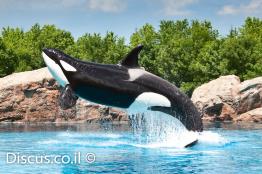 לוויתן-קטלן