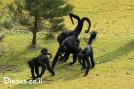 קוף-עכביש-שחור-ראש