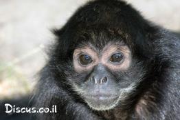 קוף-עכביש-שחור-ראש