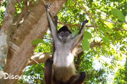 קוף-עכביש-שחור-יד