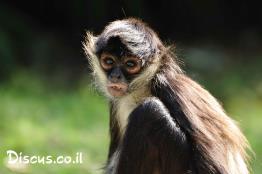 קוף-עכביש-שחור-יד