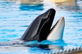 לוויתן-קטלן