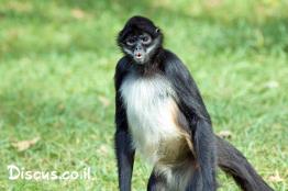 קוף-עכביש-לבן-פנים