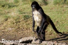 קוף-עכביש-לבן-פנים